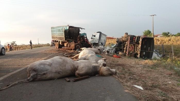 Cavalos mortos após acidente na BR-316, no Maranhão (Crédito: PRF-MA)
