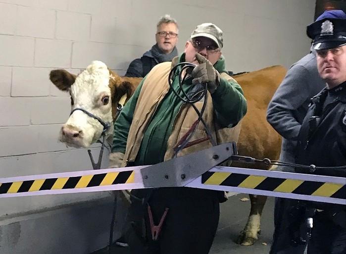 Vaca foge duas vezes de presépio e causa transtorno nos EUA