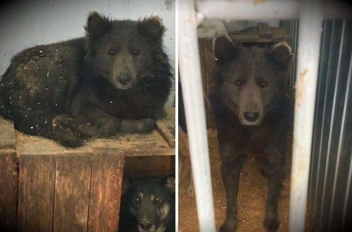 Cão-urso é capturado e intriga internautas