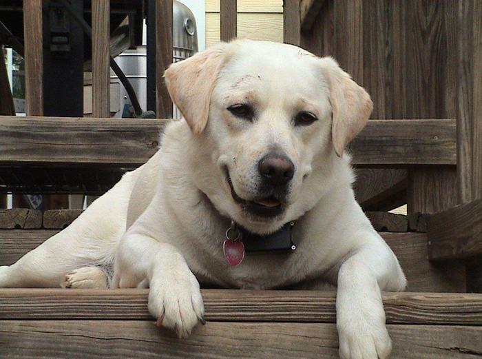Cachorro sobrevive a queda de mais de 9 metros de altura