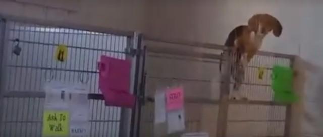 Cachorrinha tenta fugir de abrigo (Crédito: Reprodução)