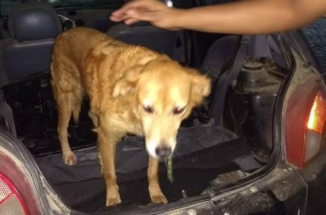 Idoso é preso acusado de abusar sexualmente de cadela