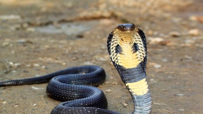 Saiba quais são os 5 animais mais assassinos do planeta