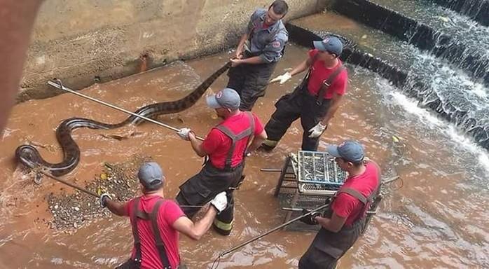Sucuri de cinco metros é encontrada em córrego no interior de SP