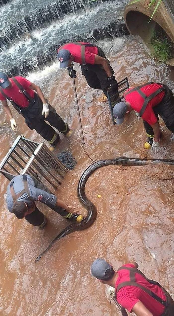 Sucuri de cinco metros é encontrada em córrego no interior de SP