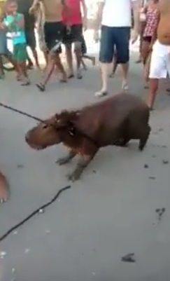 Polícia identifica suspeitos de matar capivara para fazer churrasco