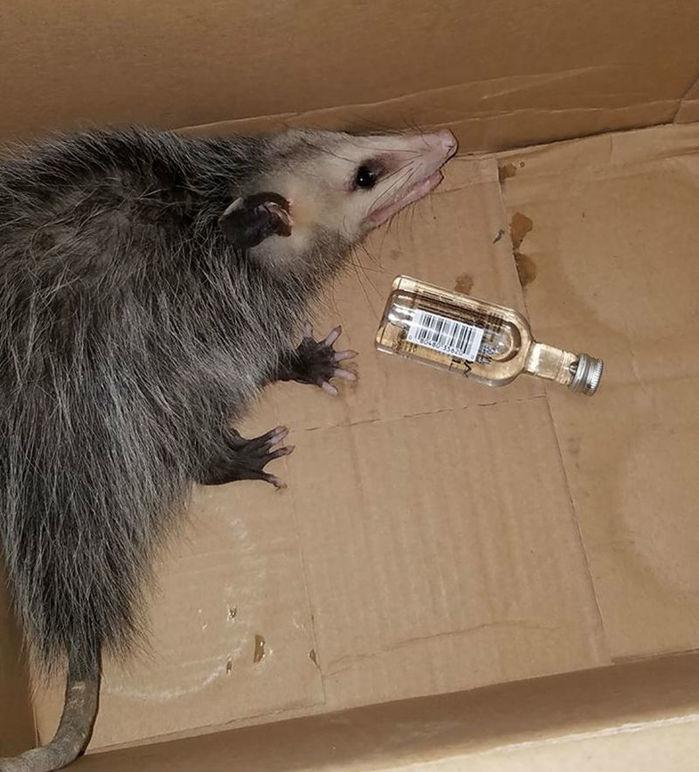 Gambá invade loja de bebidas na Flórida e se embriaga de bourbon (Crédito: Reprodução )