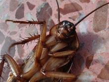 Casal é barrado em aeroporto com 200 baratas vivas em bagagem