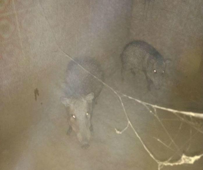 Animais resgatados durante a "Operação Ártemis" (Crédito: Divulgação)