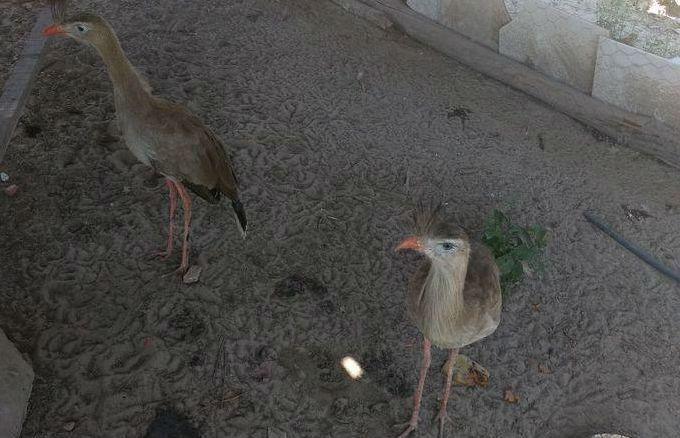 Animais resgatados durante a "Operação Ártemis" (Crédito: Divulgação)