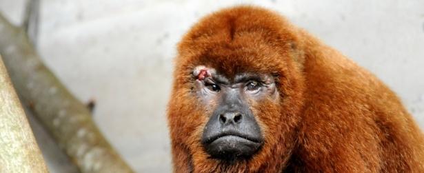 Em meio a surto de febre amarela, macaco é atacado com facão