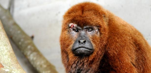 Bugio-ruivo se recupera no zoológico de Gramado (Crédito: Reprodução)