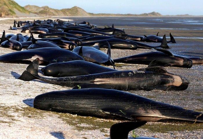 Mais de 400 baleias encalham e morrem na costa da Nova Zelândia