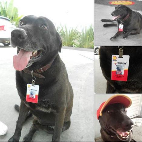 Cachorro adotado em posto é promovido a funcionário do mês