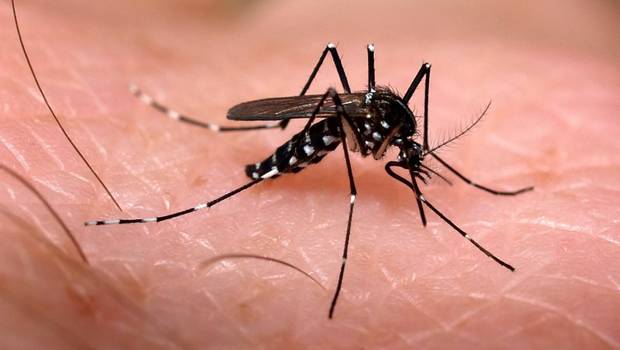 Mosquito causador da dengue (Crédito: Reprodução)