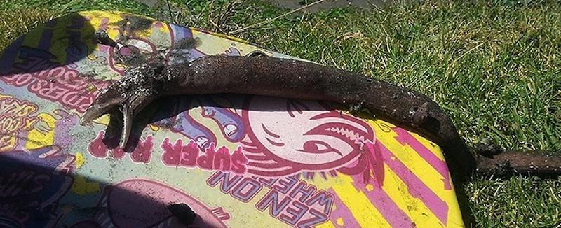 Amigos encontram criatura "pré-histórica" na Nova Zelândia