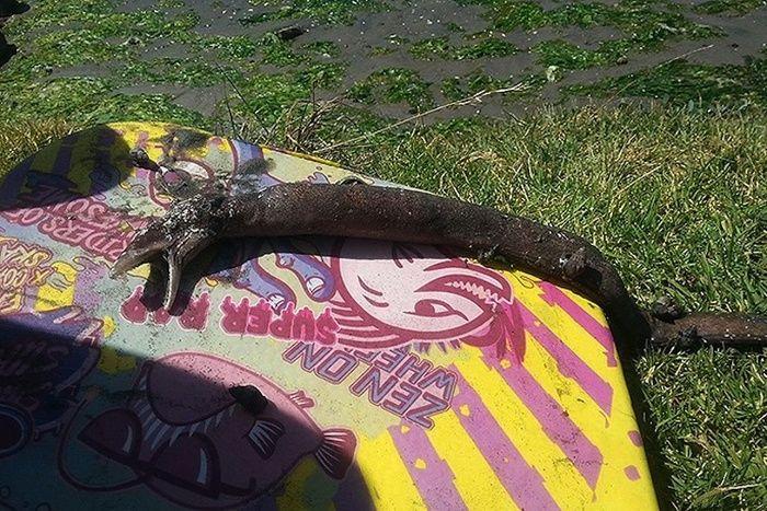 Amigos encontram criatura "pré-histórica" na Nova Zelândia