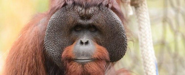 Homens podem pegar condenação de 5 anos por matarem orangotango