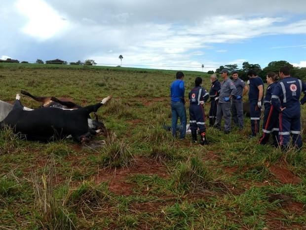 Animais morreram depois de um fio de alta tensão cair no pasto (Crédito: Reprodução)
