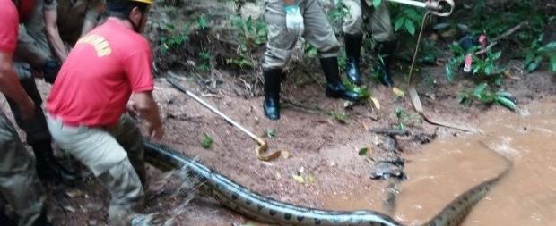 Cobra sucuri de 6 metros é capturada perto de condomínio em Goiás