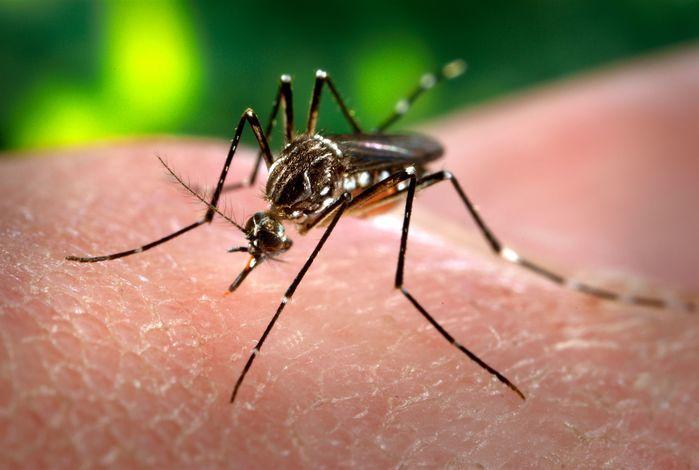 Aedes Aegypti (Crédito: Reprodução)