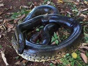 Cobra encontrada em tubulação de água em Cordeirópolis (