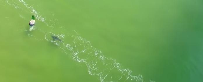Drone flagra momento que surfista é surpreendido por tubarão-branco