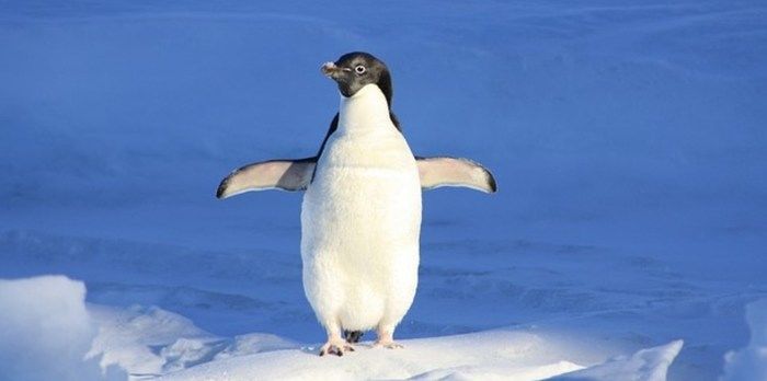 Pinguim (Crédito: Reprodução)