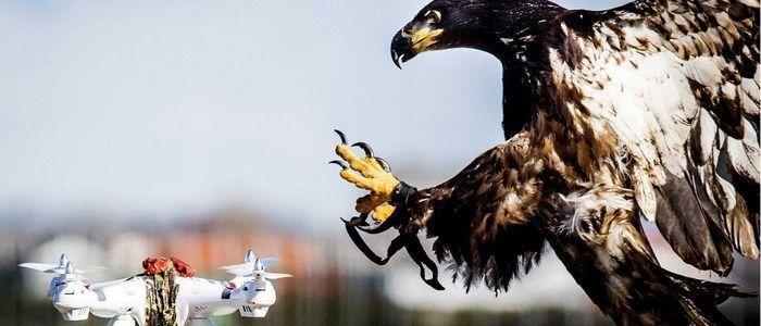 Águia usada para abater drones (Crédito: Reprodução)