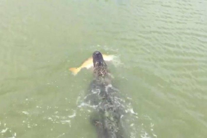 Jacaré rouba peixe pescado por adolescente