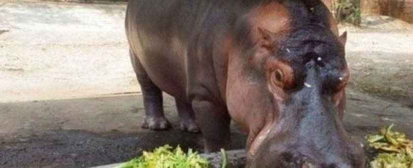 Hipopótamos é brutalmente morto a facadas dentro de Zoológico