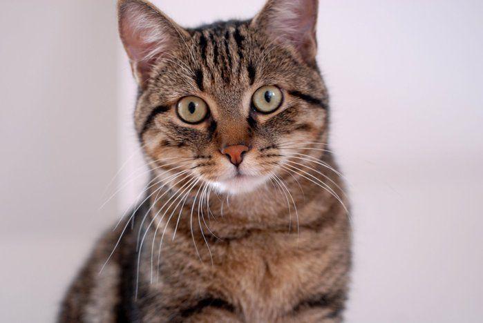 Transtorno raro faz homem pensar que seu gato é um espião