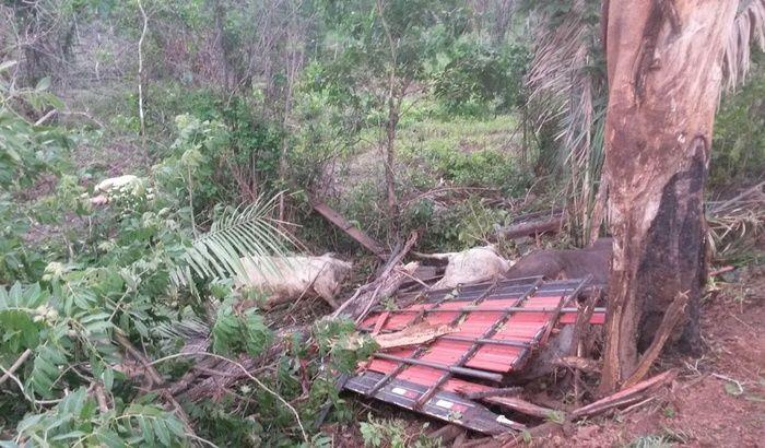 Homem morre ao tentar desviar caminhão de cavalos na BR-316