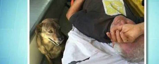 Morador de rua passa mal e cadela o acompanha até o hospital