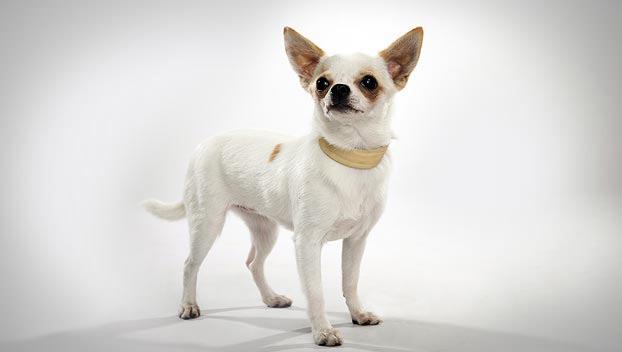 Cachorro chihuahua
