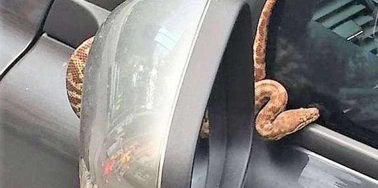 Mulher leva susto após cobra surgir no para-brisa de seu carro