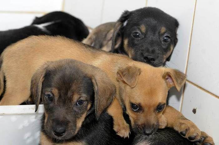 Câmara aprova lei contra extermínio de cães e gatos por zoonoses