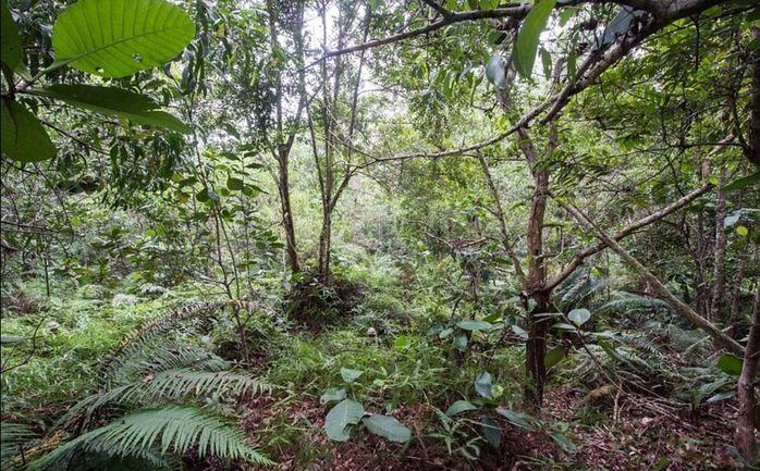 Soldados camuflados em selva (Crédito: Reprodução)