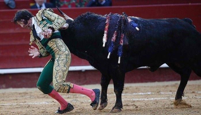 Toureiro é chifrado pelo touro (Crédito: Reprodução)