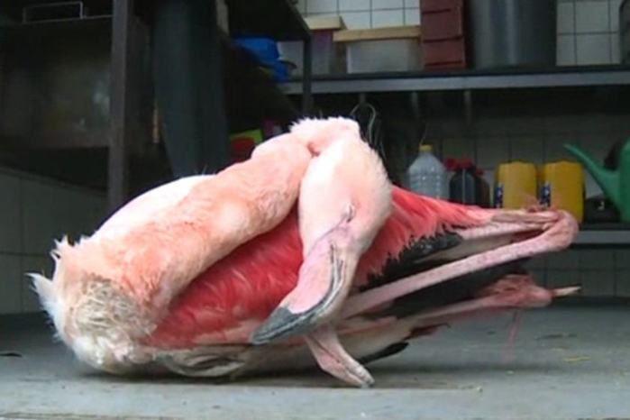 Flamingo é morta a pedradas por crianças em zoológico