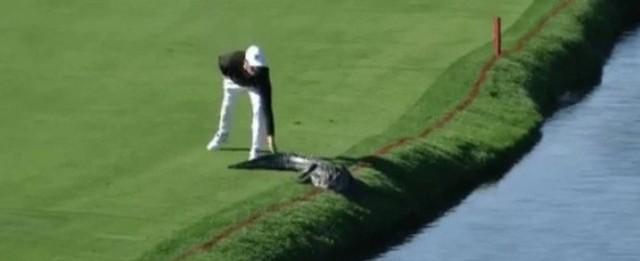 Golfista espanta jacaré com tapinha na cauda durante competição