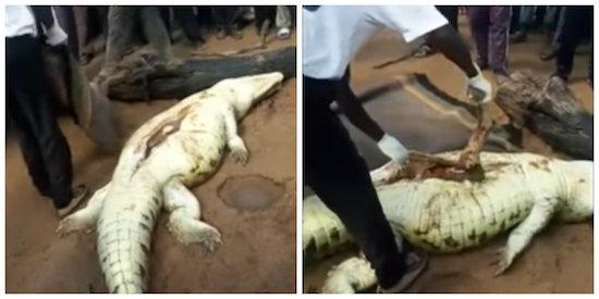 Moradores matam crocodilo e encontram corpo de menino de 8 anos