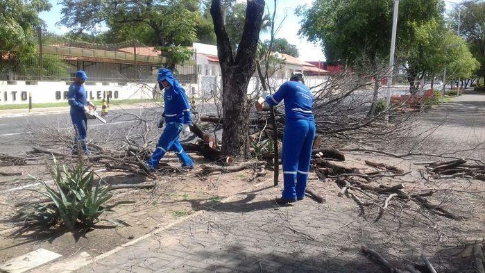 Equipes da prefeitura cortam árvores mortas na Frei Serafim (Crédito: Reprodução)