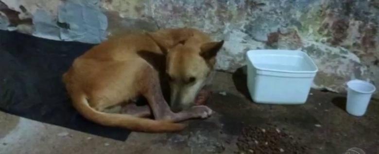 Cachorro é enterrado vivo após ser espancado por homem