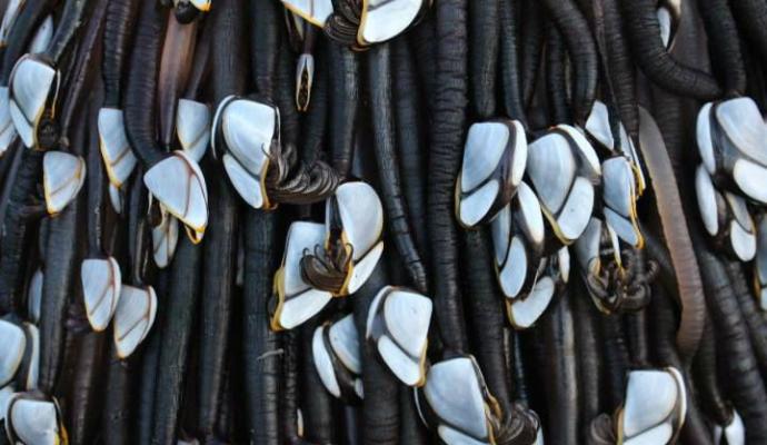 'Criatura' tem conchas e tentáculos escuros (Crédito: Reprodução)