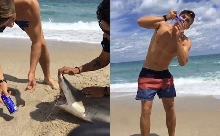Banhista usa dentes de tubarão morto para abrir lata de cerveja
