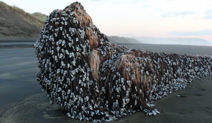 'Criatura' tem conchas e tentáculos escuros (Crédito: Reprodução)