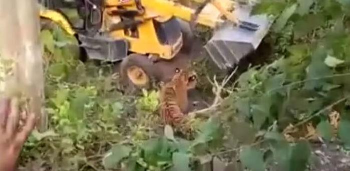 Homens utilizaram retroescavadeira para matar o animal (Crédito: Reprodução)