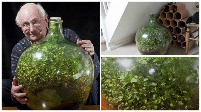 Idoso mantém planta dentro de garrafa e não a rega há 45 anos