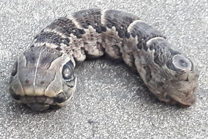Criatura semelhante a cobra intriga a internet